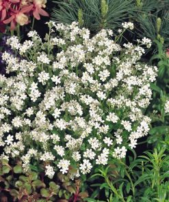 Forget-me-not Seeds White