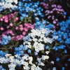 Forget-me-not Seeds Woodland mixed