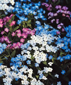 Forget-me-not Seeds Woodland mixed