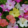 Mirabilis Four O'Clock Mixed