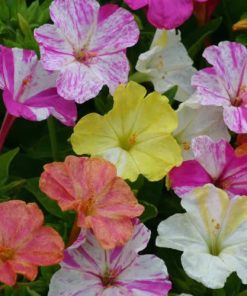 Mirabilis Four O'Clock Mixed