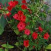 Mirabilis Four O'Clock Red