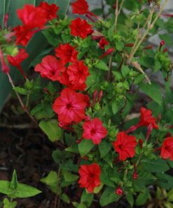 Mirabilis Four O'Clock Red