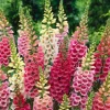 Foxglove Excelsior Mixed