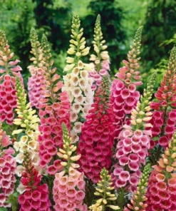 Foxglove Excelsior Mixed