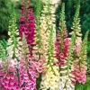 Foxglove Gloxinia Eflora