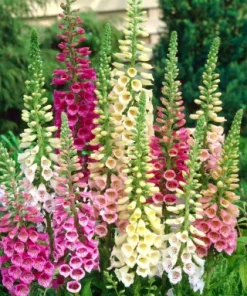 Foxglove Gloxinia Eflora