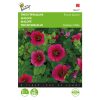 Buzzy Malope Funnel Mallow seeds Purple Queen 1.5g (044772)