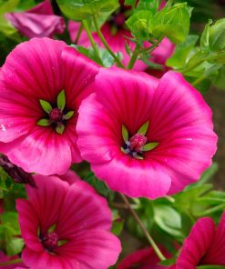 Alternative view of Buzzy Malope Funnel Mallow seeds Purple Queen 1.5g (044772)