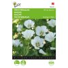 Buzzy Malope Funnel Mallow seeds White Queen 1.5g (044765)