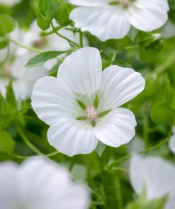 Alternative view of Buzzy Malope Funnel Mallow seeds White Queen 1.5g (044765)