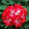 HT Pelargonium, Geranium seeds Bright Eyes F1 10s
