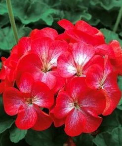 HT Pelargonium, Geranium seeds Bright Eyes F1 10s
