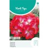 Pelargonium Bright Eyes