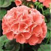 HT Pelargonium, Geranium seeds Cherie F1 10s