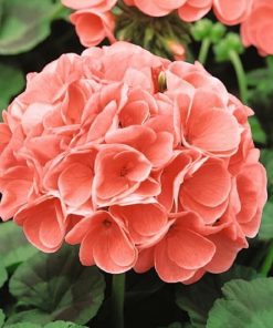 HT Pelargonium, Geranium seeds Cherie F1 10s