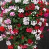 Geranium Trailing Geranium Summer Showers