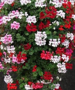 Geranium Trailing Geranium Summer Showers