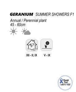 Alternative view of Geranium Trailing Geranium Summer Showers