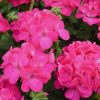 Geranium Eva H seeds