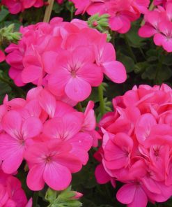 Geranium Eva H seeds