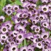Gilia Tricolor Seeds Bird's Eyes