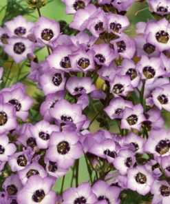 Gilia Tricolor Seeds Bird's Eyes