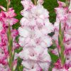 gladiolus-my-love