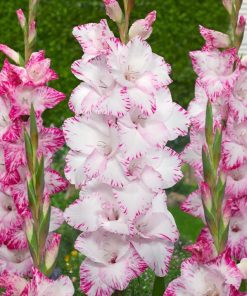 gladiolus-my-love