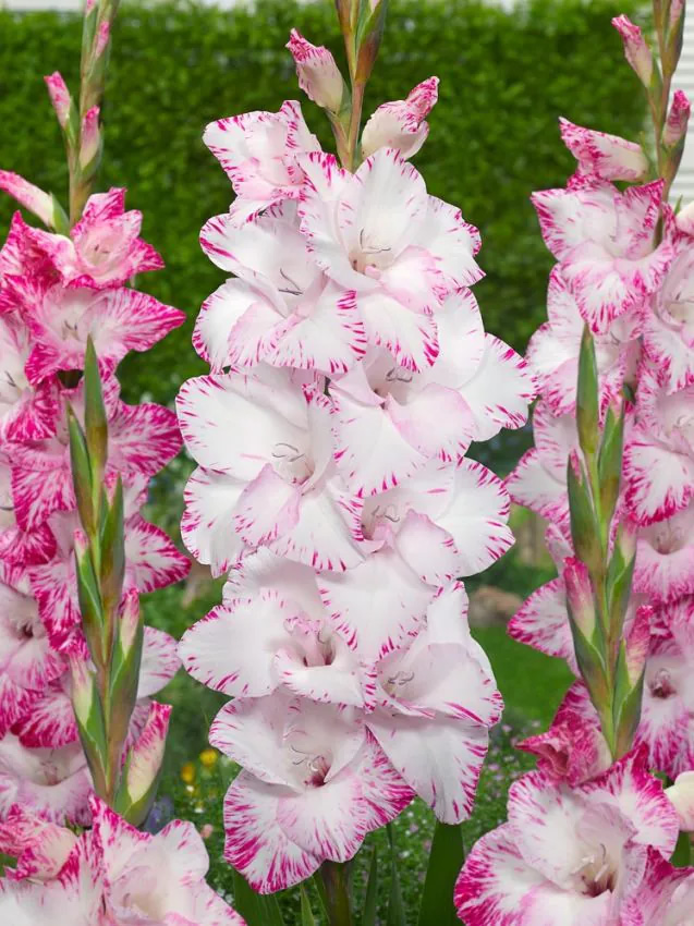 gladiolus-my-love