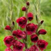 Gladiolus 1X Papilio Ruby