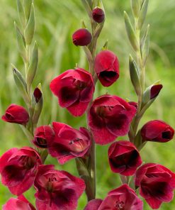 Gladiolus 1X Papilio Ruby
