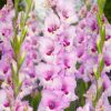 Gladiolus Bulbs Zamora