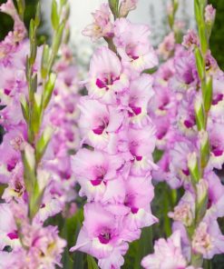 Gladiolus Bulbs Zamora