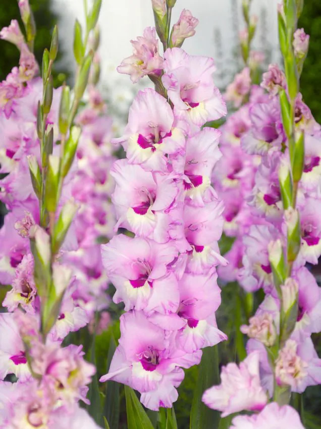 Gladiolus Bulbs Zamora