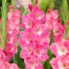 Gladiolus Bulb Pink Parrot
