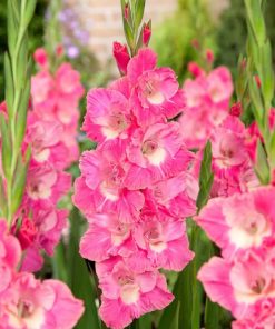 Gladiolus Bulb Pink Parrot