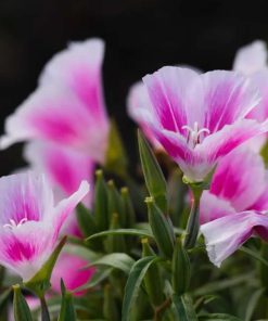 godetia-cattleya