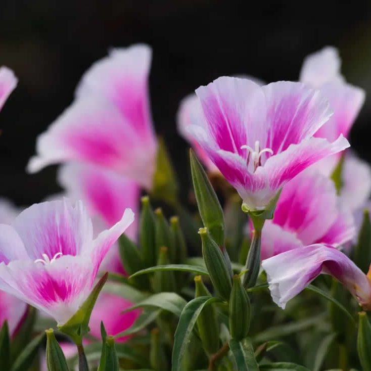 godetia-cattleya
