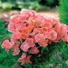 Godetia Seeds Orange Glory