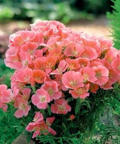 Godetia Seeds Orange Glory