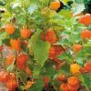 Physalis Goldenberry Edulis