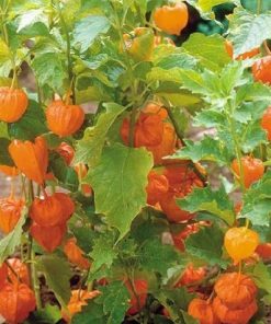 Physalis Goldenberry Edulis