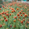 Gomphrena Seeds Salmon