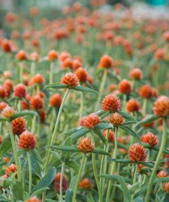 Gomphrena Seeds Salmon