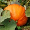Pumpkin Big Max