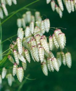 Ornamental Grass Greater Quacking Grass