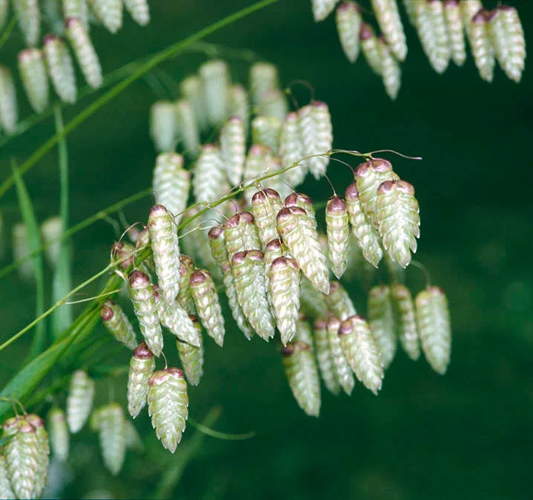 Ornamental Grass Greater Quacking Grass
