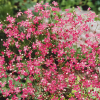 Gypsophila, Baby?s Breath Gypsophilia Elegans Red