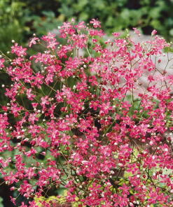 Gypsophila, Baby?s Breath Gypsophilia Elegans Red